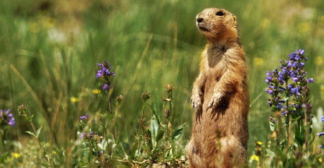 Prairie Dog Manor