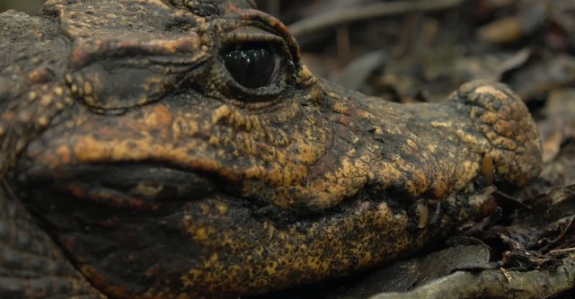 Die Höhlenkrokodile von Gabun