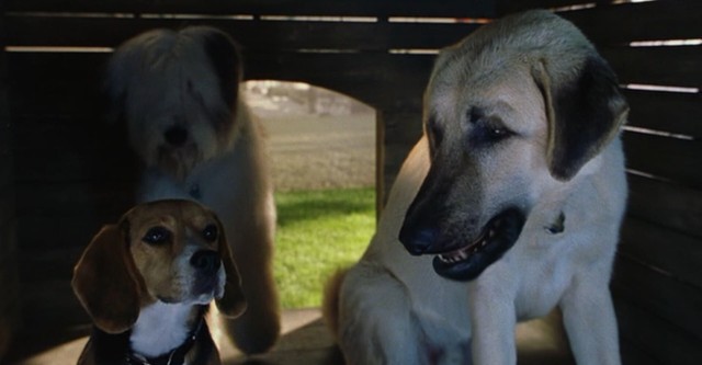 Como perros y gatos - película: Ver online en español