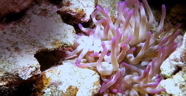 Dalgıç Sam'in Dünyası