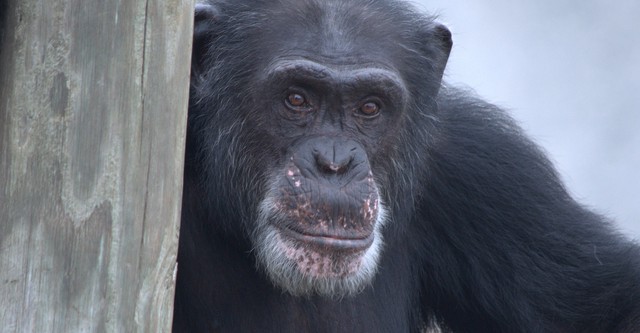 Rencontre avec les Chimpanzés