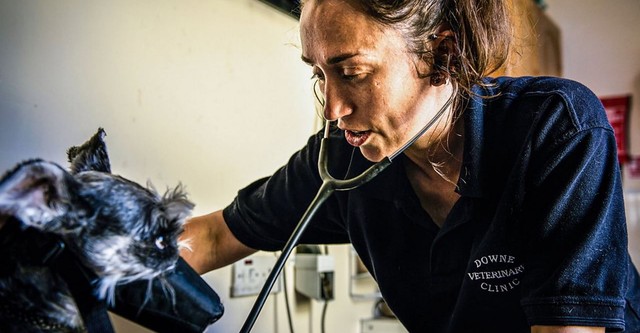 Mountain Vets: Einsatz in Nordirland