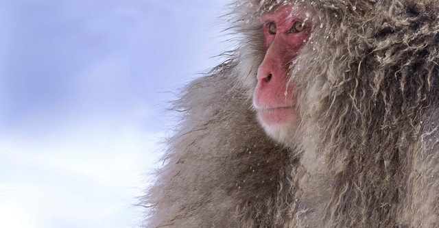 Wild Japan: Snow Monkeys