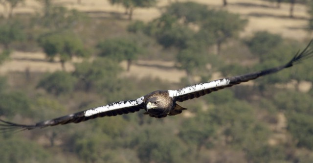 Dehesa: El bosque del lince ibérico