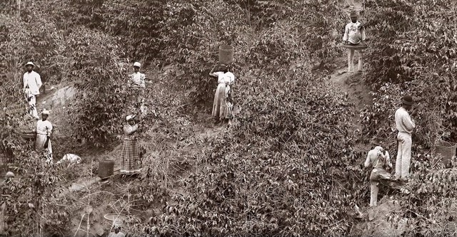 The White Death of the Black Wizard