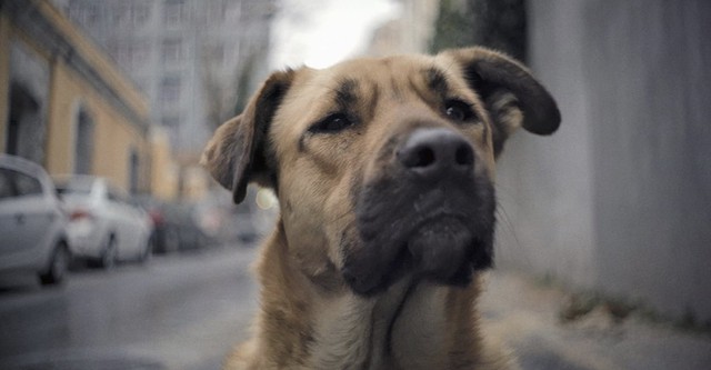 Streuner - Unterwegs mit Hundeaugen