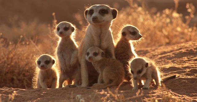 La Famille Suricate