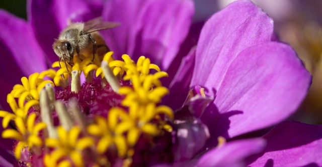 Moving Art: Flowers