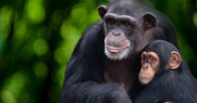 Rencontre avec les Chimpanzés