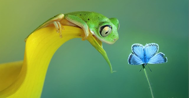Macro Worlds