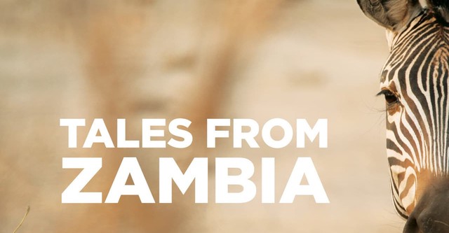 Cuentos de Zambia (Tales from Zambia)