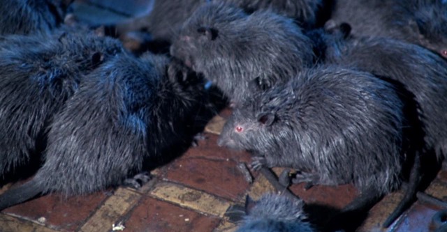 Rats: Night of Terror