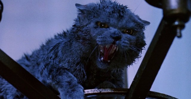 Strays streaming: where to watch movie online?