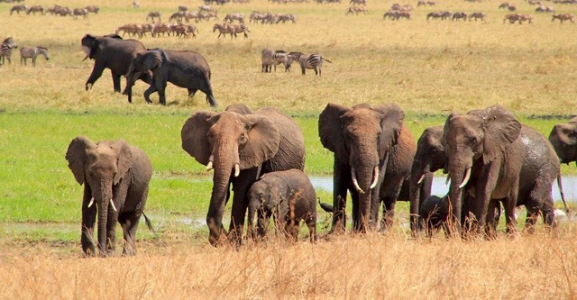 África Extraordinária