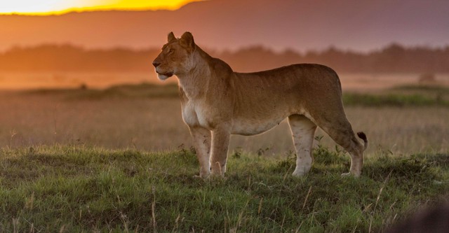 Grandes felinos