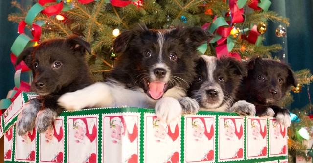 12 Dogs of Christmas: Great Puppy Rescue