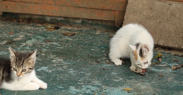 Le Chat, ce tueur si mignon