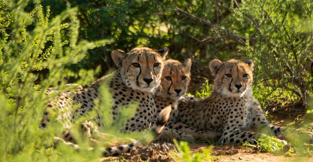 Cheetah Family & Me