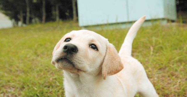 きな子〜見習い警察犬の物語