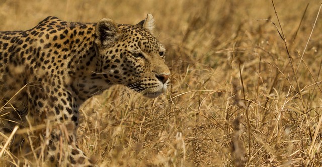 Leopard & Hyena: Strange Alliance