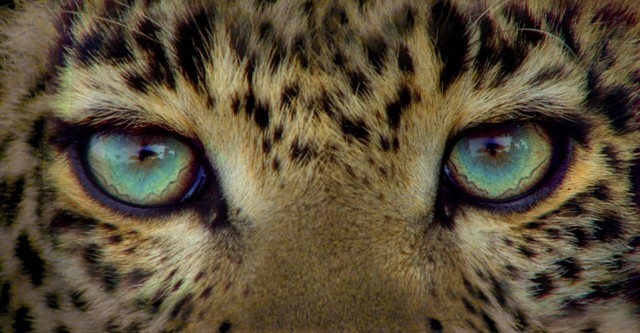 Jade Eyed Leopard