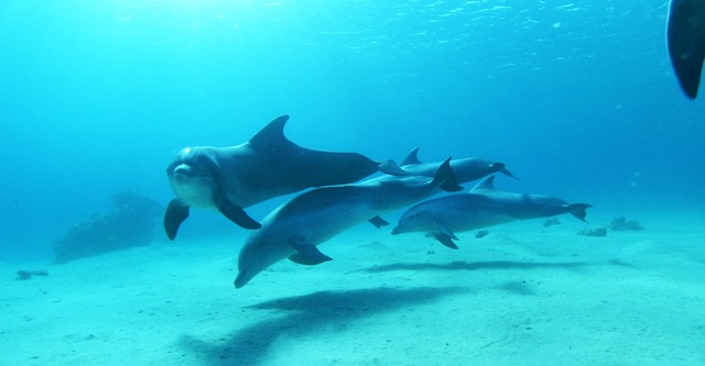 Dolphins in the Deep Blue Ocean