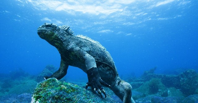 Galapagos 3D: Nature's Wonderland