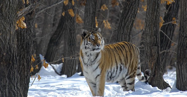 Russland - Im Reich der Tiger, Bären und Vulkane