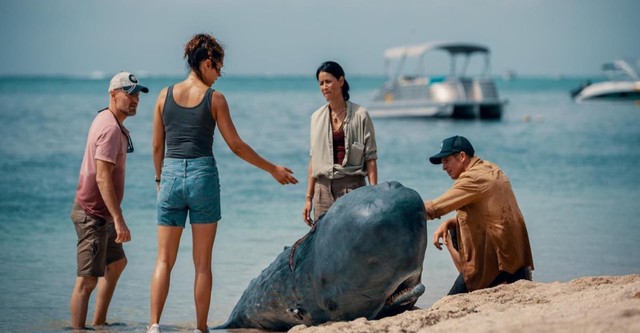 Retter der Meere - Tödliche Strandung