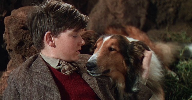 Lassie, la cadena invisible