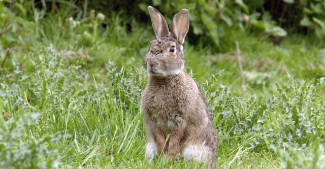 Die Superkräfte der Kaninchen