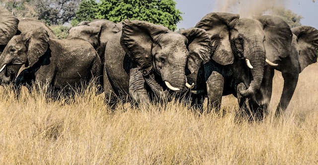 Okavango: River of Dreams - Director's Cut