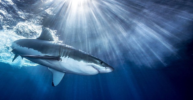 Requins : à bas la mauvaise réputation !