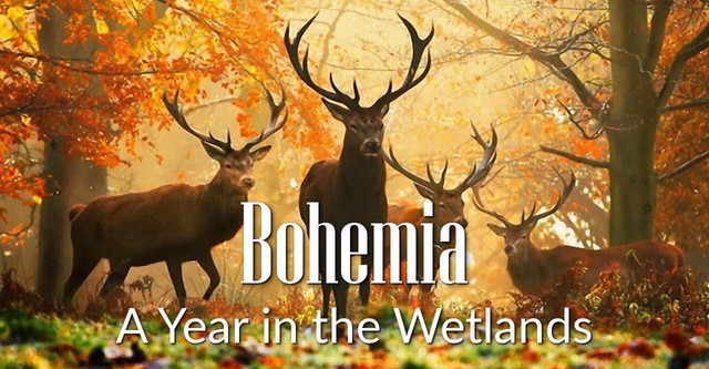 Bohemia: A Year in the Wetlands