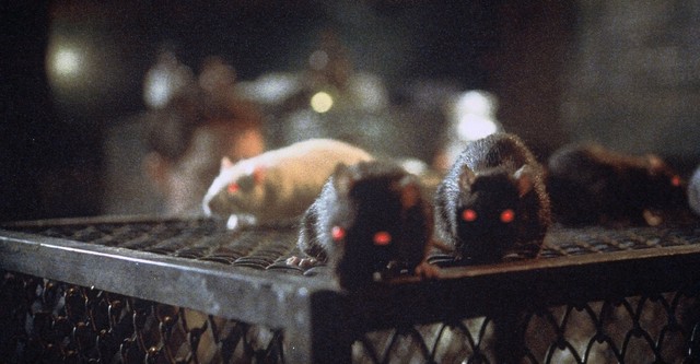 Ratos: A Noite do Terror