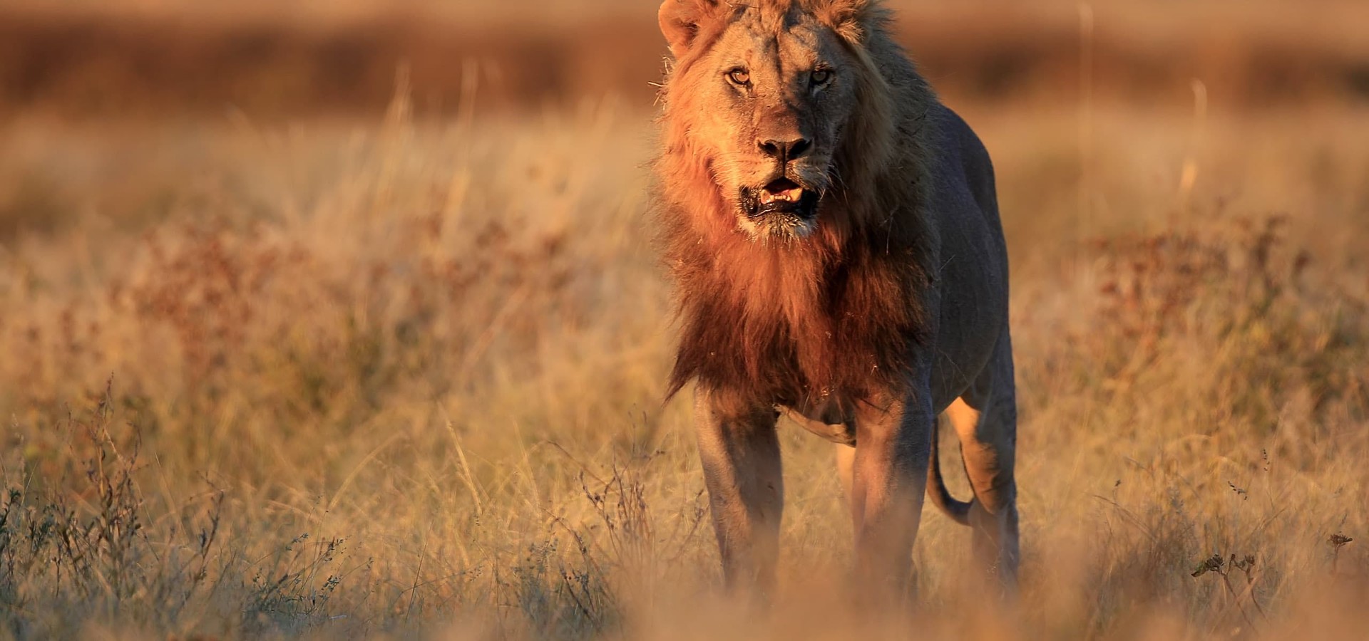pelicula de leones safari sangriento