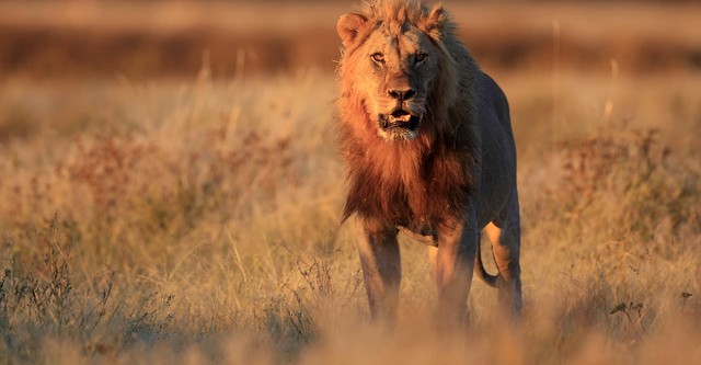 Terreur dans la savane