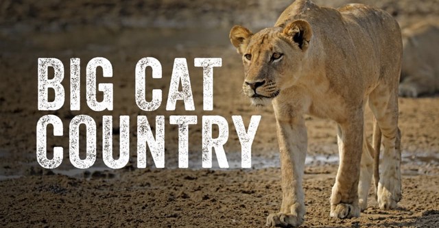 big cat country netflix