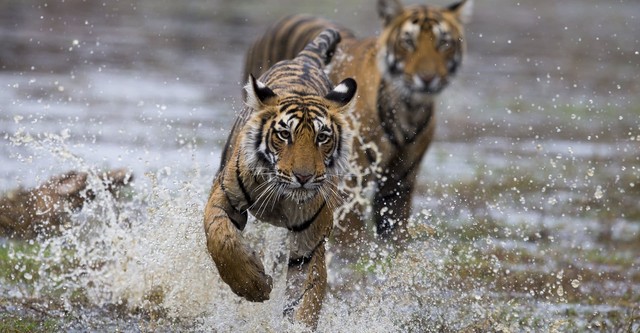 Clash of Tigers