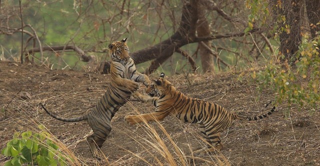 Tiger Queen of Taru