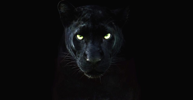 The Real Black Panther