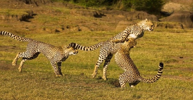 Masai Mara : La gran caceria