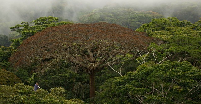 Il était une forêt