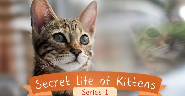 Une vie de chatons