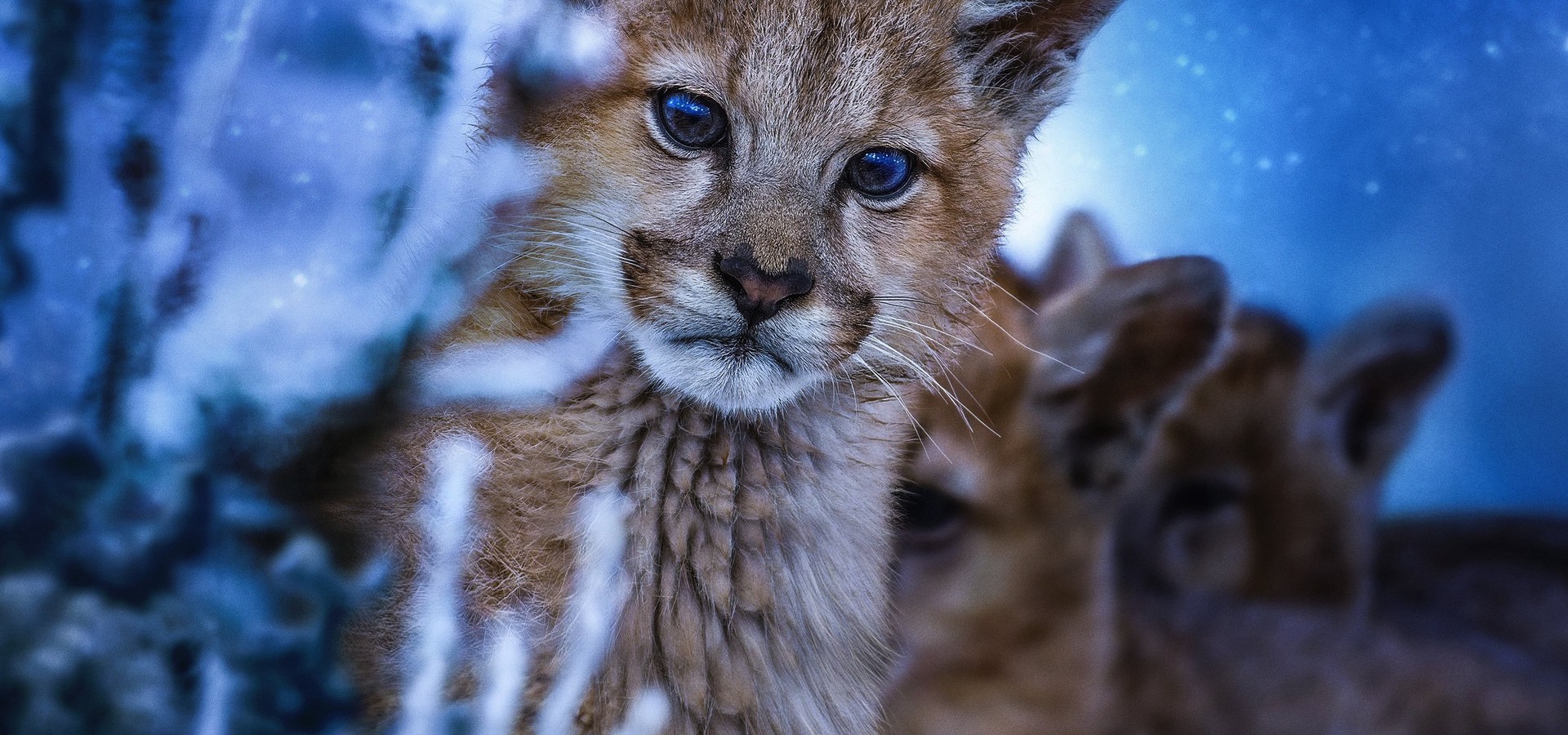 Regarder Terre les couleurs nocturnes streaming