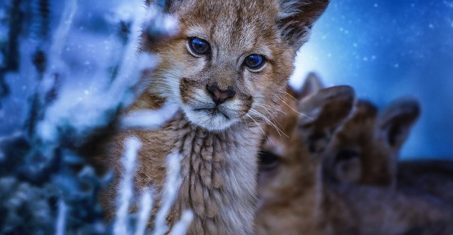 '자연에 깃든 밤의 색깔' - Earth at Night in Colour