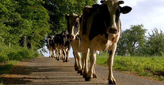 A Vida Secreta das Vacas