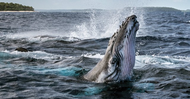 クジラと海洋生物の秘密