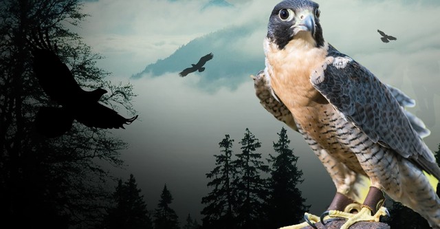 Peregrine Falcon: Lord of the Skies