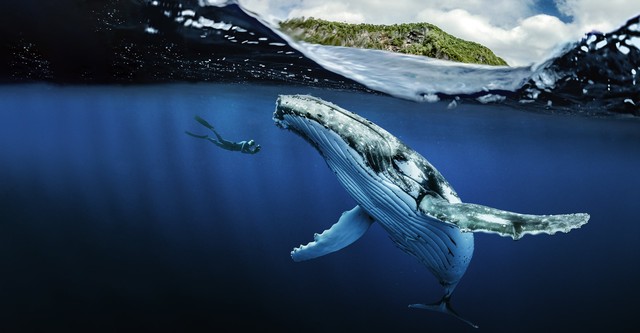 Chasing Ocean Giants